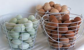 eggs in basket